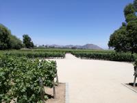 Weingut Concha y Toro
