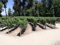 Weingut Concha y Toro