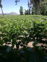 Weingut Concha y Toro