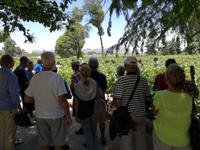 Weingut Concha y Toro