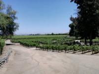 Weingut Concha y Toro