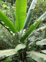Rio de Janeiro Tijuca-Wald