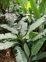 Rio de Janeiro Tijuca-Wald