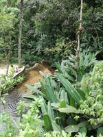 Rio de Janeiro Tijuca-Wald
