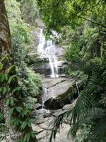 Rio de Janeiro Tijuca-Wald