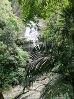 Rio de Janeiro Tijuca-Wald