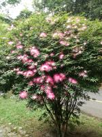 Rio de Janeiro Tijuca-Wald