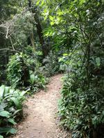 Rio de Janeiro Tijuca-Wald