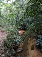 Rio de Janeiro Tijuca-Wald