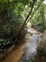 Rio de Janeiro Tijuca-Wald