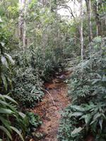 Rio de Janeiro Tijuca-Wald