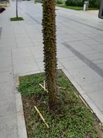 Rio de Janeiro Altstadt