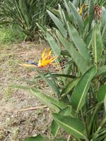 Rio de Janeiro Altstadt