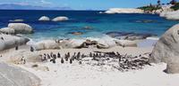 Stadtrundfahrt in Kapstadt - Boulders Beach