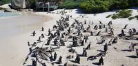 Stadtrundfahrt in Kapstadt - Boulders Beach