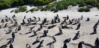 Stadtrundfahrt in Kapstadt - Boulders Beach