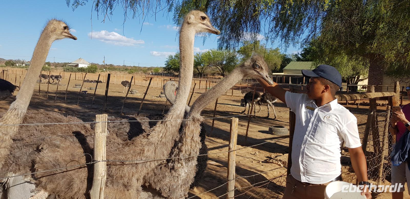Straußenfarm in Outshorn