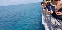 Schnorchel-Ausflug ins Great Barrier Reef - Michaelmas cay