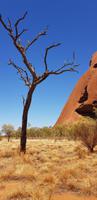 Rundgang am Ayers Rock (Uluru)