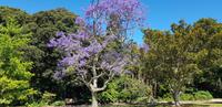 Stadtrundgang durch Sydney - Botanischer Garten