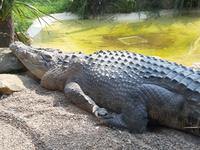 Krokodile in Australien