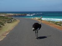 Entlang der Atlantikküste auf der Panoramastraße Chapmanns Peak Drive an die Südspitze Afrikas