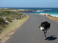 Entlang der Atlantikküste auf der Panoramastraße Chapmanns Peak Drive an die Südspitze Afrikas