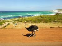 Das Kap der Guten Hoffnung an die Südspitze Afrikas