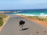 Das Kap der Guten Hoffnung an die Südspitze Afrikas