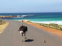 Das Kap der Guten Hoffnung an die Südspitze Afrikas