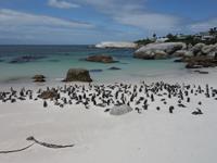 Die Pinguin-Kolonie am Boulders Beach bei Simonstown (Kapstadt)
