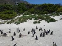 Die Pinguin-Kolonie am Boulders Beach bei Simonstown (Kapstadt)