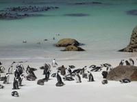 Die Pinguin-Kolonie am Boulders Beach bei Simonstown (Kapstadt)