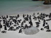Die Pinguin-Kolonie am Boulders Beach bei Simonstown (Kapstadt)