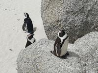 Die Pinguin-Kolonie am Boulders Beach bei Simonstown (Kapstadt)