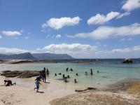 Die Pinguin-Kolonie am Boulders Beach bei Simonstown (Kapstadt)