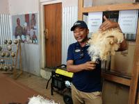 Straußenfarm in Oudtshoorn