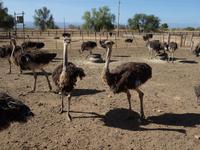 Straußenfarm in Oudtshoorn