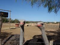 Straußenfarm in Oudtshoorn