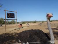 Straußenfarm in Oudtshoorn
