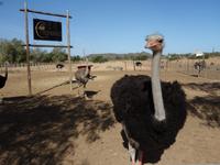 Straußenfarm in Oudtshoorn