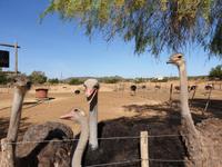 Straußenfarm in Oudtshoorn