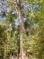 Tsitsikamma-Nationalpark