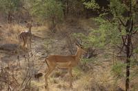 Pirschfahrt im Pilanesberg-Nationalpark, Südafrika