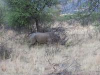 Pirschfahrt im Pilanesberg-Nationalpark, Südafrika