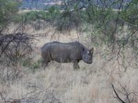 Pirschfahrt im Pilanesberg-Nationalpark, Südafrika