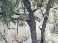 Pirschfahrt im Pilanesberg-Nationalpark, Südafrika