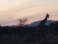 Pirschfahrt im Pilanesberg-Nationalpark, Südafrika