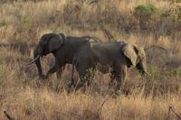 Pirschfahrt im Pilanesberg-Nationalpark, Südafrika