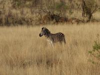 Pirschfahrt im Pilanesberg-Nationalpark, Südafrika